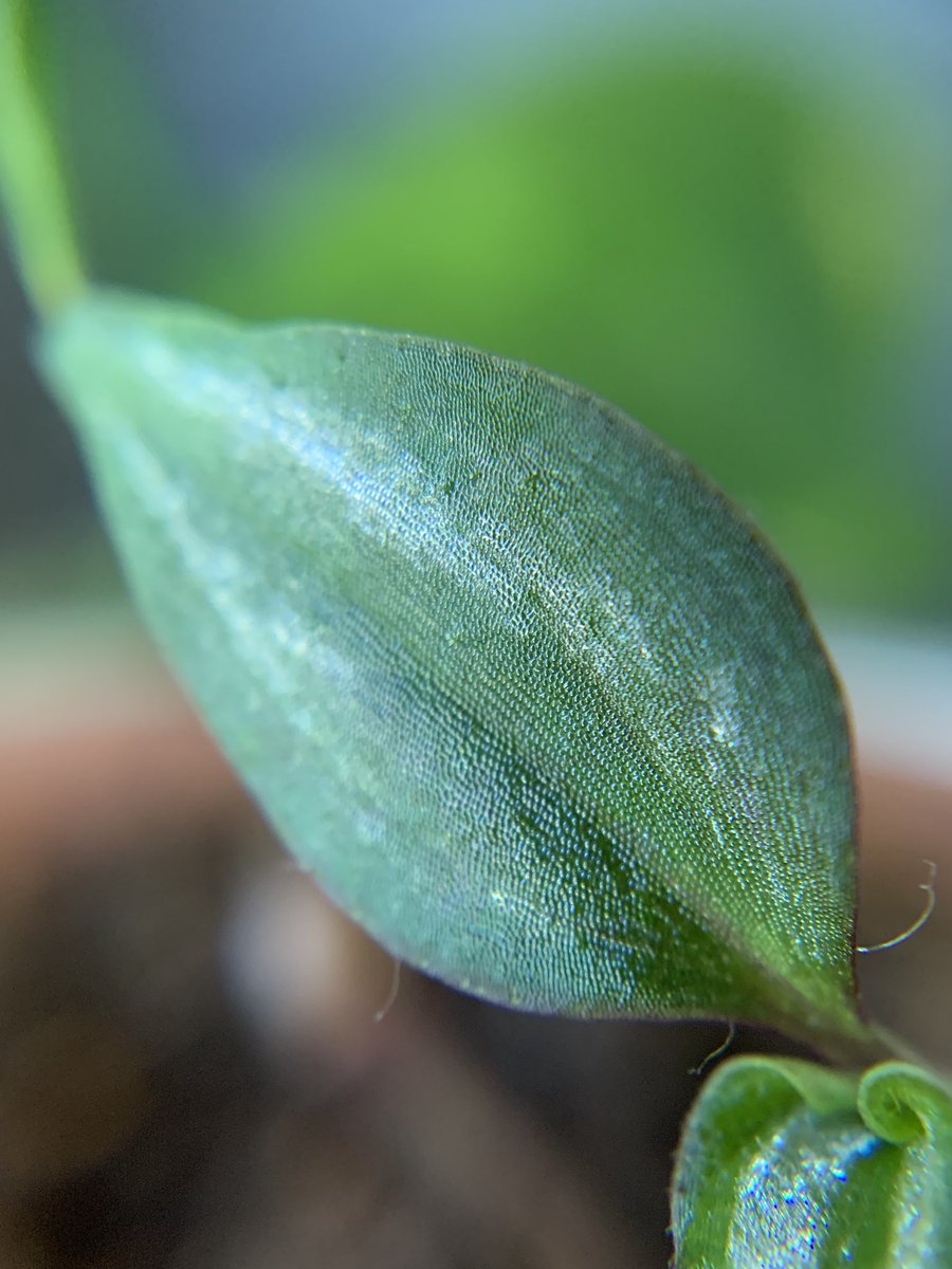 I got a macro lens for my phone and I am absolute ✨t h r i v i n g ✨