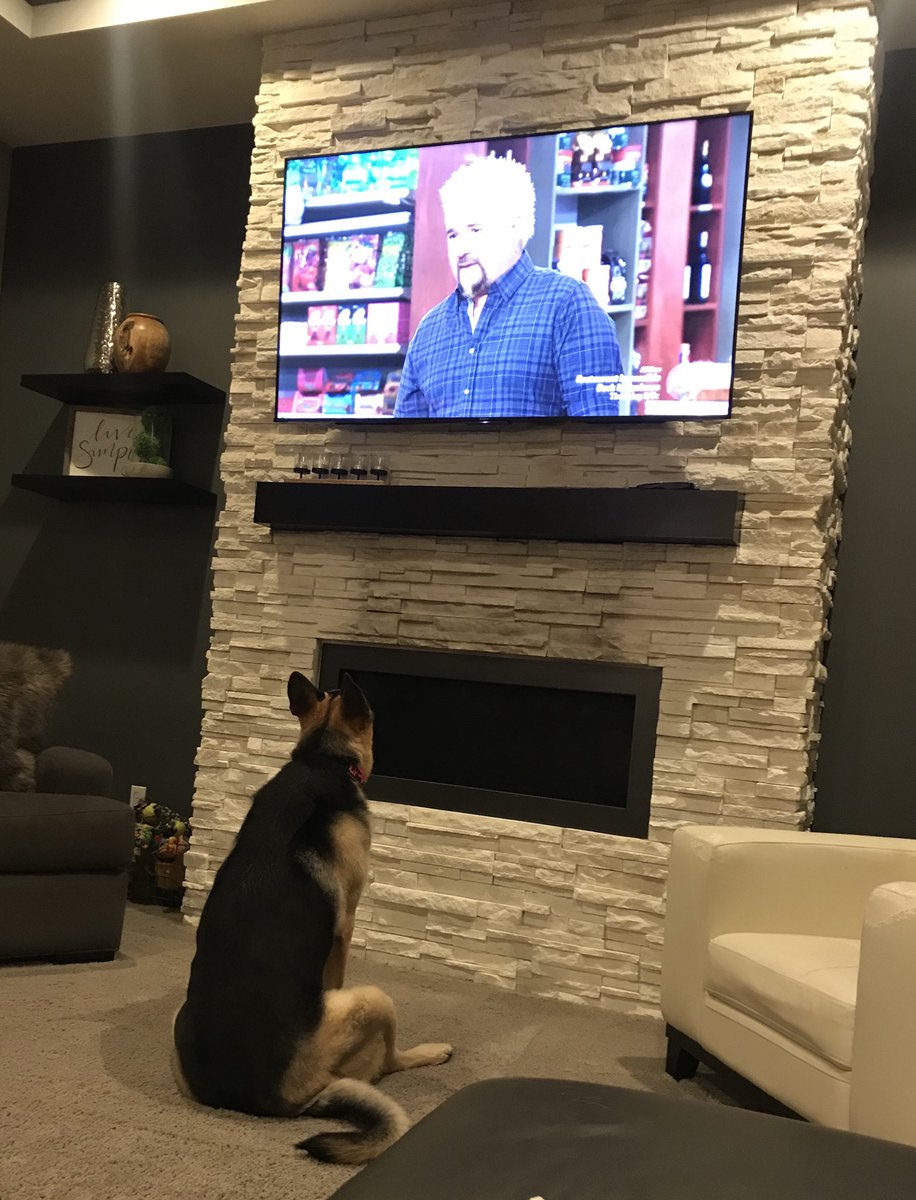 ag_bergstrom's tweet photo. Hey ⁦@GuyFieri⁩ just saw your GSD on GGG &amp; our Maya is a fan! https://t.co/GZMb59r9mO