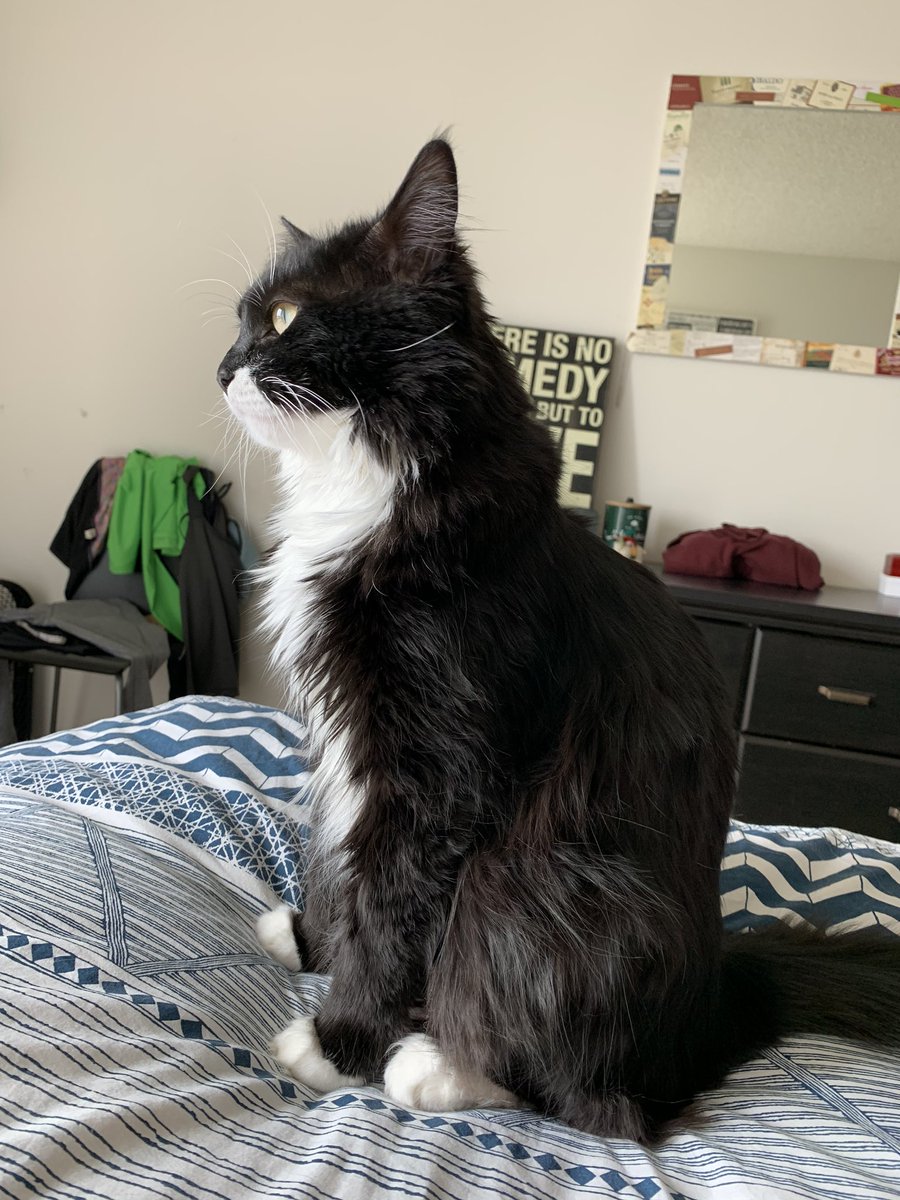 matt_2shea's tweet photo. @realmissbeeswax @kcknits @anamariecox @RiddleMeister @_ChelseaH08 @tylerbirsch Meet Chowder! https://t.co/3tzuGCDzp0
