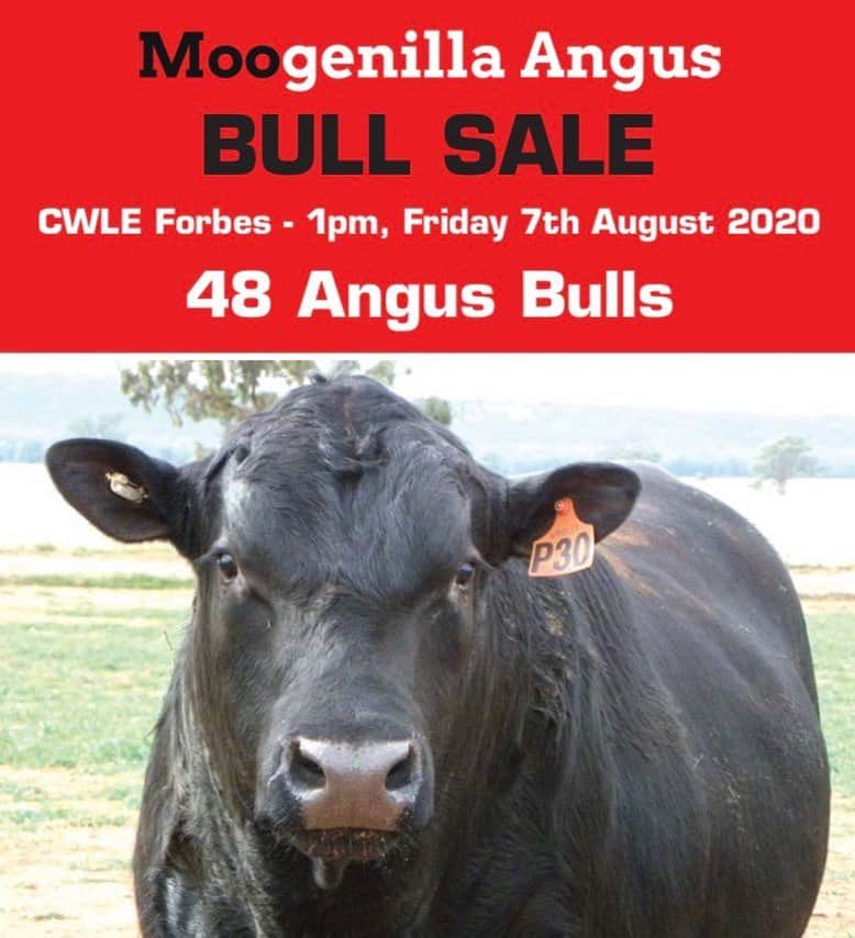 josh_crosby8's tweet photo. Moogenilla Angus bull sale. Friday 7th August at CWLX Forbes 1pm. https://t.co/H6PkGp8NzP