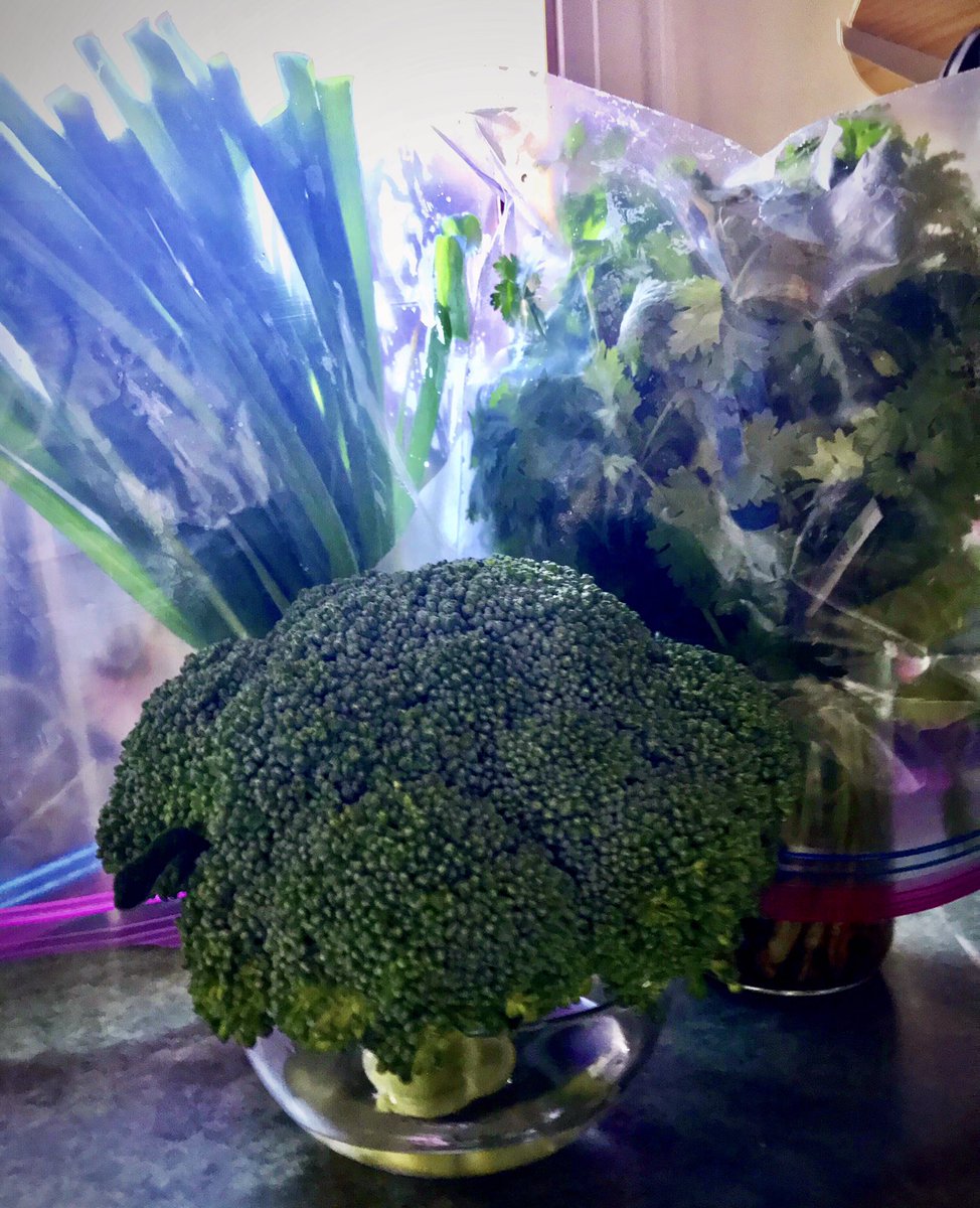 TheLastLinda's tweet image. Since “The COVID Times” began, the top shelf of our fridge has looked like a grow-op. I do our big grocery run every 3 weeks, and have learned a lot about #producestorage. So much for things “going bad.”

#vegan #fresh #fruits #vegetables #produce #storage