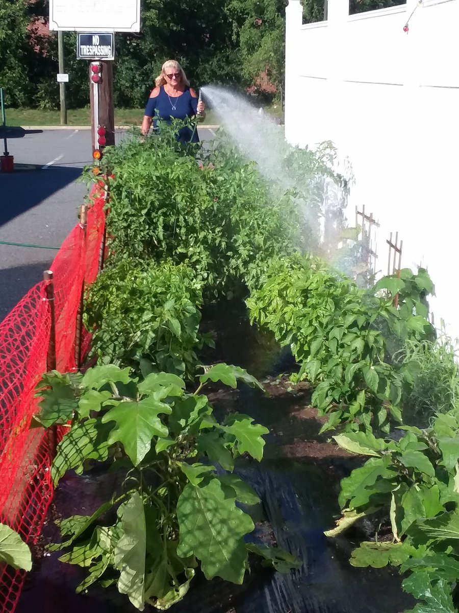 ALPost136LodiNJ's tweet photo. @ALAforVeterans @LodiNJNews @MargFrontera Unit 136 President Sharon Salvacion tends the @AmericanLegion Post 136 victory garden 🇱🇷 #ForGodAndCountry https://t.co/le0o9RlB9V