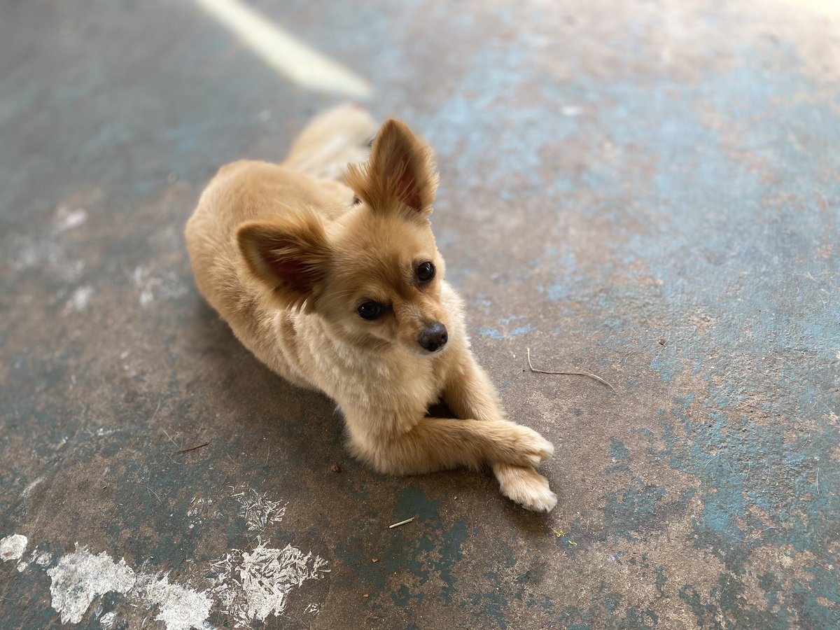 coe411's tweet photo. Name a cuter nugget. I’ll wait. https://t.co/ZT3w3UUrzQ