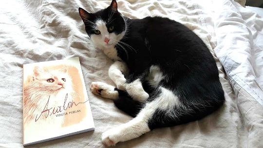 AvalonTheLion's tweet photo. #WordlessWednesday #Avalon #amreading #bookstagram #catstagram #catsonlockdown https://t.co/M87d4yqCY5