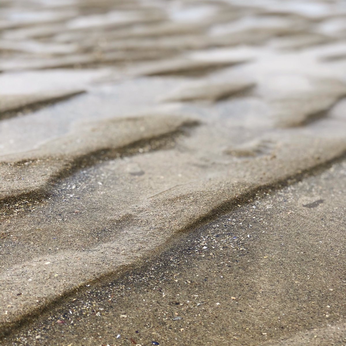 freshandsalty's tweet photo. Some of nature’s glitter and gold.
.
.
.
#freshandsalty #northshorebeach #northshorema #eastcoastbeach #eastcoast #gloucesterma #goodharbor #goodharborbeach #glitterandgold #nature #summerday #beachday #atlanticocean #massachusettsbeach #sandripples #ripplesinthesand https://t.co/8zemDJd6Bo