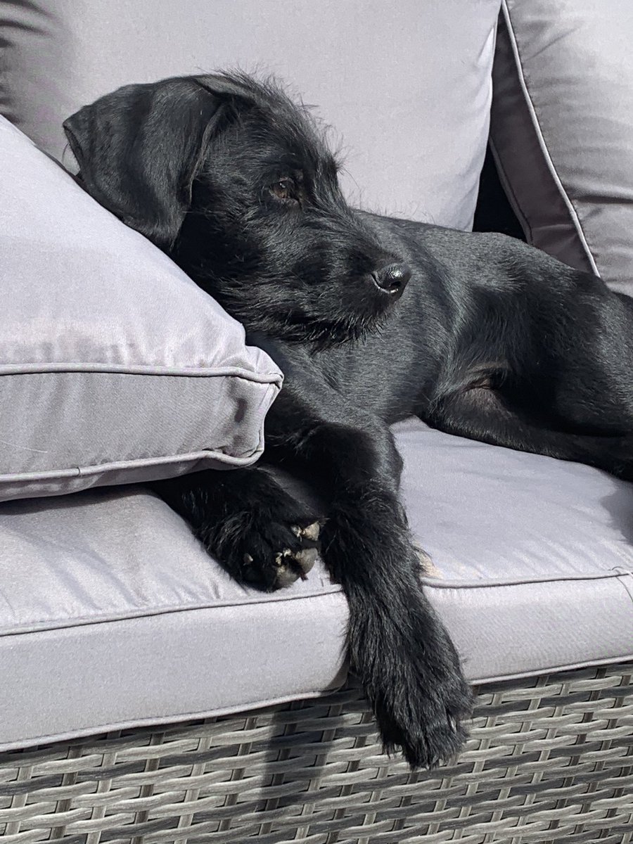 Just a puppy relaxing. That’s all