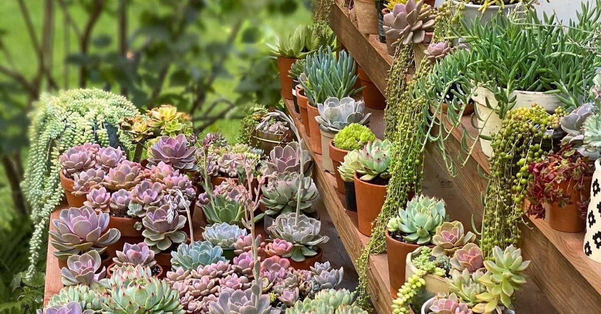 Succulent lover &amp; landscaping pro, Connie &amp; Kent, have joined #TheGreatOutdoorsChallenge! Check out how they’re protecting outdoor plants &amp; succulents with EPA-approved products, according to label directions, here: bit.ly/3fj5Szf