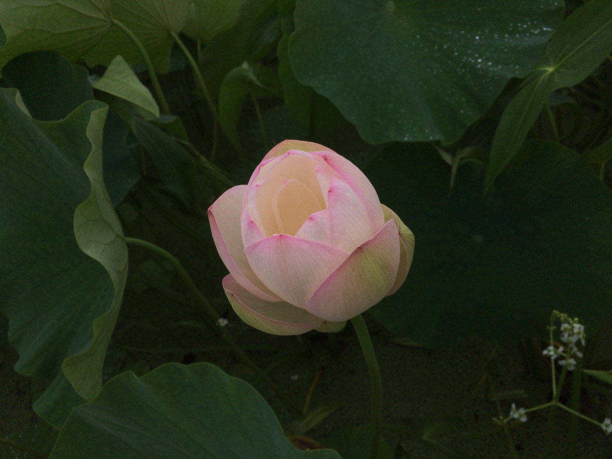 レンコンの花