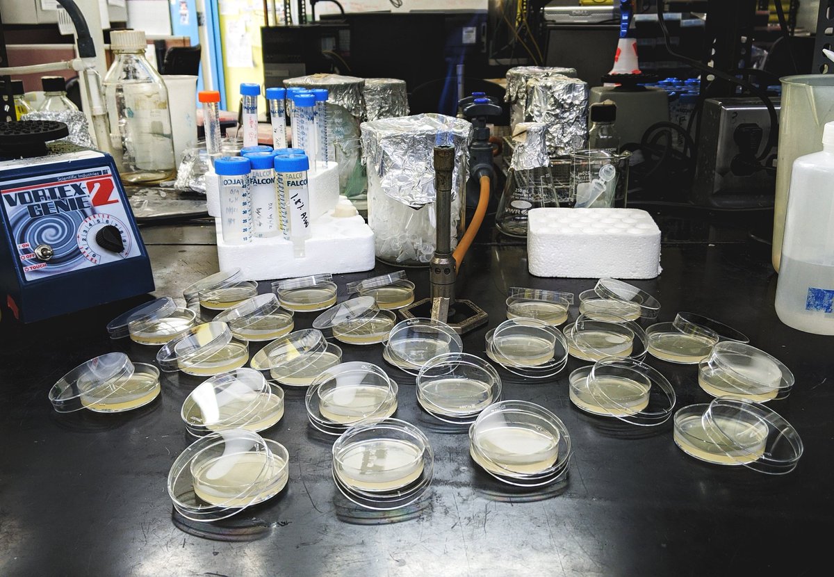 Anbarasu Karthikaichamy, Ph.D. (@akarthikaichamy) on Twitter photo All hail the Lord Bunsen Burner!
Fingers crossed for the CRISPR/Cas9 based DNA free KOs #Protists #moleculartools #Aurantiochytrium <a href="/labyrinthulea/">labyrinthulomycetes</a> <a href="/Collier_Lab_SBU/">Jackie Collier</a> <a href="/JoshuaRest/">Joshua Rest</a> All hail the Lord Bunsen Burner!
Fingers crossed for the CRISPR/Cas9 based DNA free KOs #Protists #moleculartools #Aurantiochytrium <a href="/labyrinthulea/">labyrinthulomycetes</a> <a href="/Collier_Lab_SBU/">Jackie Collier</a> <a href="/JoshuaRest/">Joshua Rest</a>