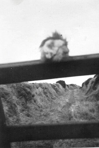 hann0ir's tweet image. thinking about him #gefthetalkingmongoose