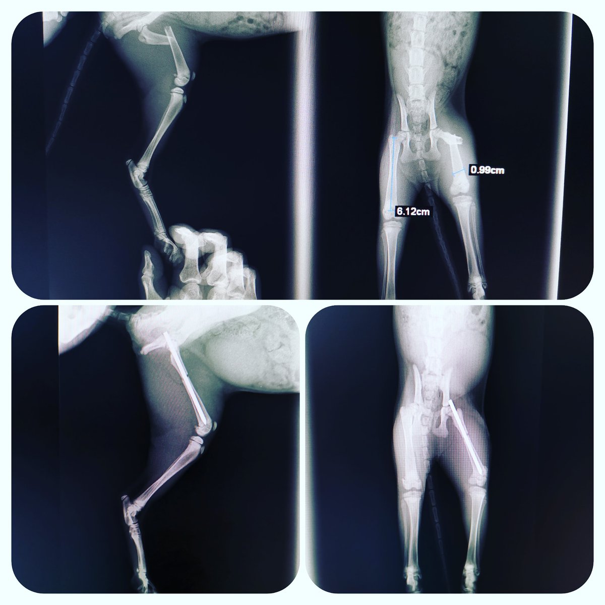 Cosmoveteriner's tweet photo. Müjgan kedi bu akşam başarılı bir operasyon geçirdi.

Kapıya sıkışma sonucu 3 aylık dişi kedimizin femur'u orta 1/3'ten transversal olarak kırılmış. https://t.co/pS3JITPEzw