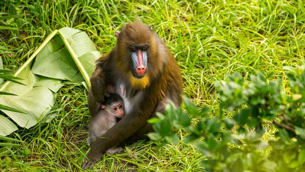 turitipsmx's tweet photo. 🌾Disney's Animal Kingdom le da la bienvenida a un bebé Mandrill
https://t.co/K84tzElXOn
Walt Disney World
#BuenasNoticias #AnimalKingdom #Turitips https://t.co/XCNxHkEQTZ