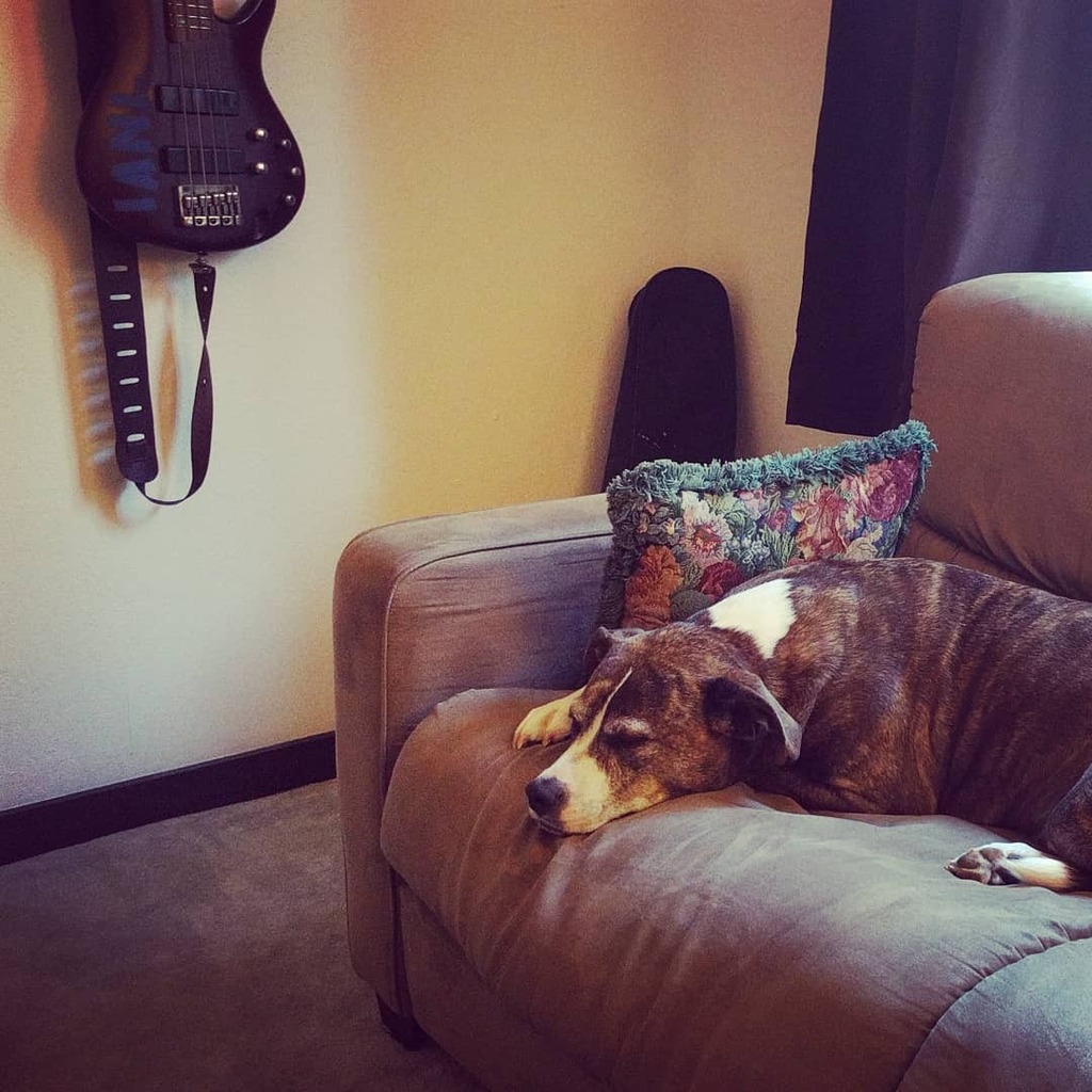 iamnotlefthandd's tweet photo. Is it weird that the dog is our toughest critic? When we're working on new songs he gets really agitated & tries to paw at the cello. But when we start getting the harmonies right, he goes to sleep peacefully...
#musicaldog #rehearsalproblems #dognroll https://t.co/F66m74KMQs