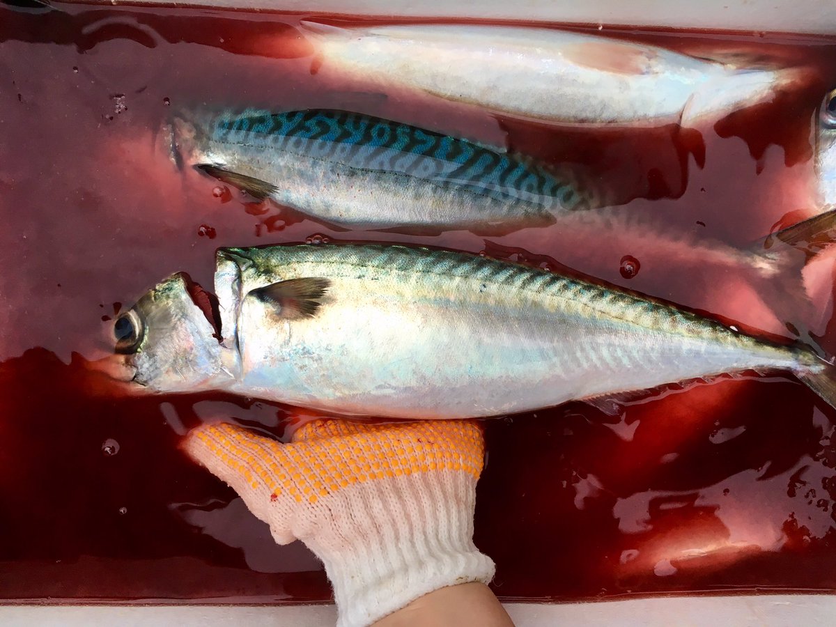 魚菜屋 天然鮮魚専門店 どんより曇り空 本日小田原 小田原朝どれ 活魚 真アジ 真サバ イサキ スズキ 活〆 スズキ 野〆 真アジ 真サバ アカゼ 真イワシ 小 真サバ バリバリです アカゼ アジ はお刺身も良いのですが お安いので