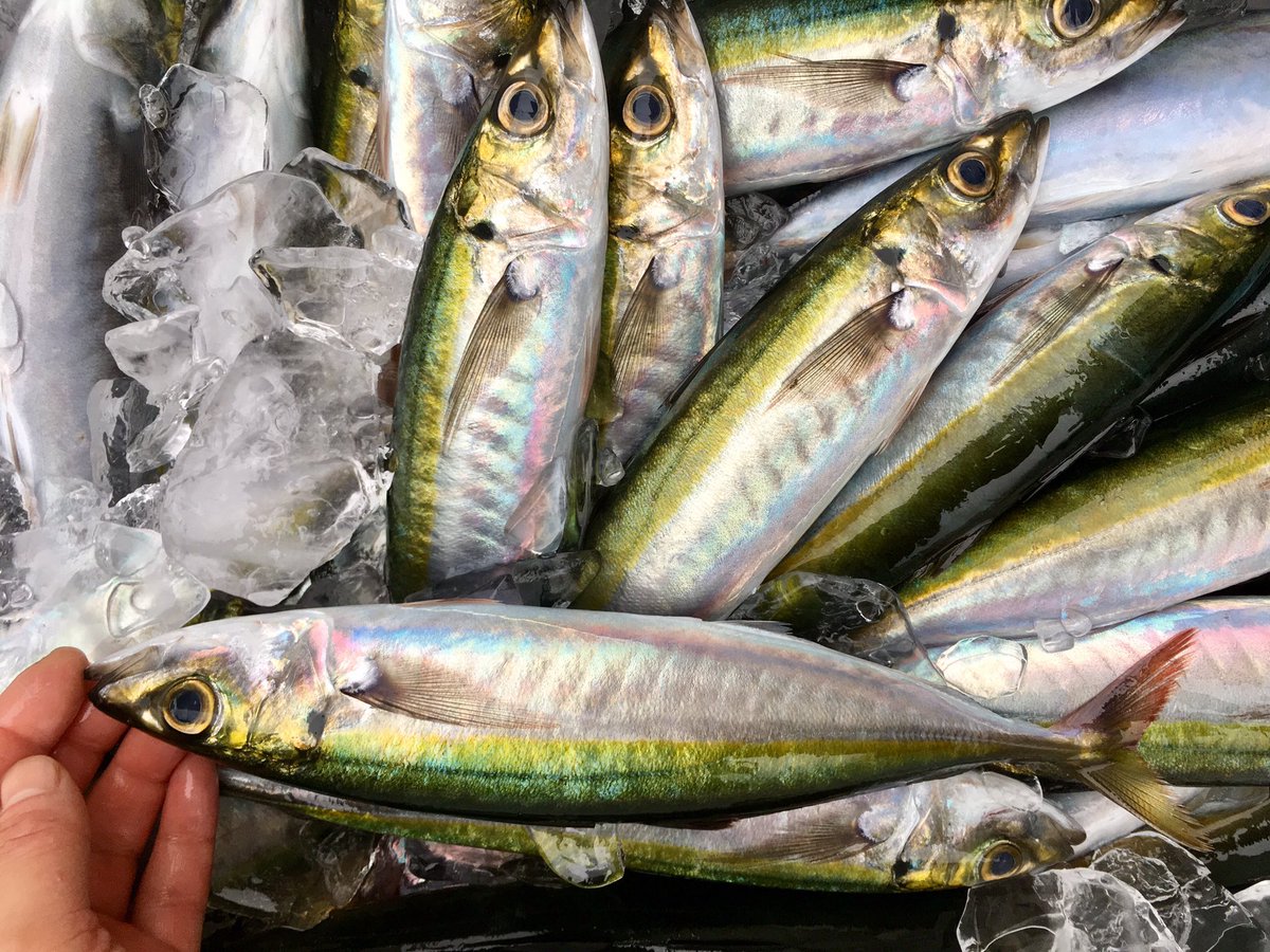 魚菜屋 天然鮮魚専門店 どんより曇り空 本日小田原 小田原朝どれ 活魚 真アジ 真サバ イサキ スズキ 活〆 スズキ 野〆 真アジ 真サバ アカゼ 真イワシ 小 真サバ バリバリです アカゼ アジ はお刺身も良いのですが お安いので