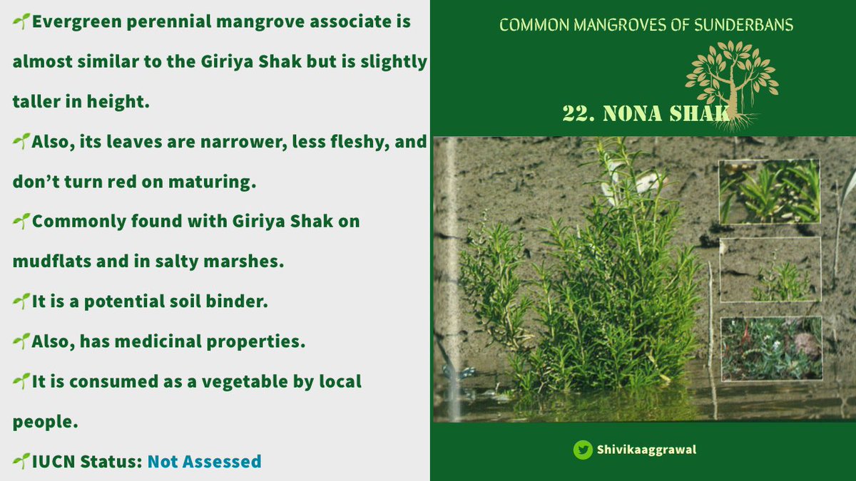 𝐍𝐎𝐍𝐀 𝐒𝐇𝐀𝐊As its name suggests, nona shak, is consumed as green leafy vegetable.Due to its high salt content, it is also used as a seasoning with other foods.