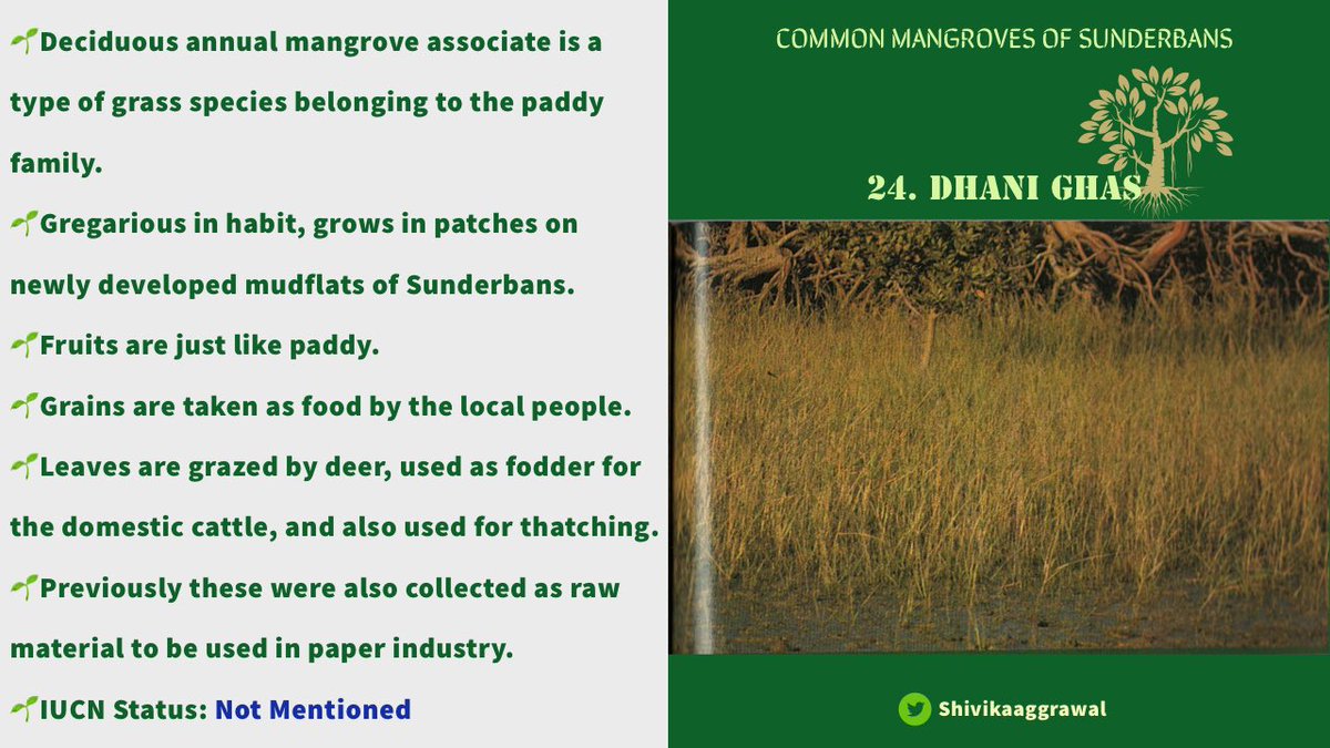 𝐃𝐇𝐀𝐍𝐈 𝐆𝐇𝐀𝐒Dhani Ghas is named so as this grass (ghas) belongs to the paddy (dhani) family. A pioneer species of mangrove excretes salt crystals through its leaves. Roots are preferred food of wild boars and even rhesus monkey.