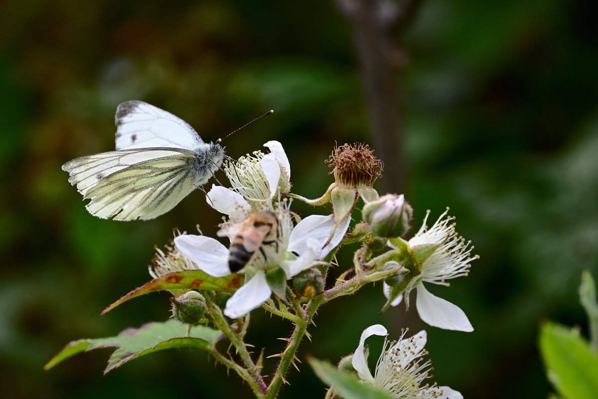 CrossPhotogr1's tweet photo. Green Veined White Butterfly, Stocksmoor Common Nature Reserve #butterfly #butterflies #britishnature #wildlife #whitebutterfly #lepidoptera #Wakefield #Yorkshire #nature #ukbutterfly #europeanbutterflies https://t.co/ZEmFGSmAWR
