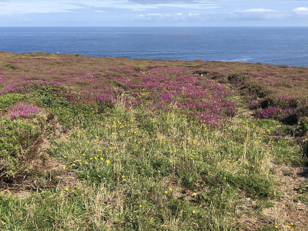 IFlindall's tweet photo. @peterfwilkinson Or Carn Chough https://t.co/ql6AQwJ3Fc