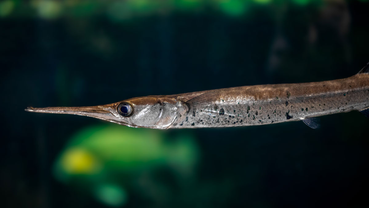 черноморская пухлощёкая рыба-игла. рыба игла кама. рыба игла опасна для человека. черноморская змеевидная игла-рыба. рыба игла в волге.