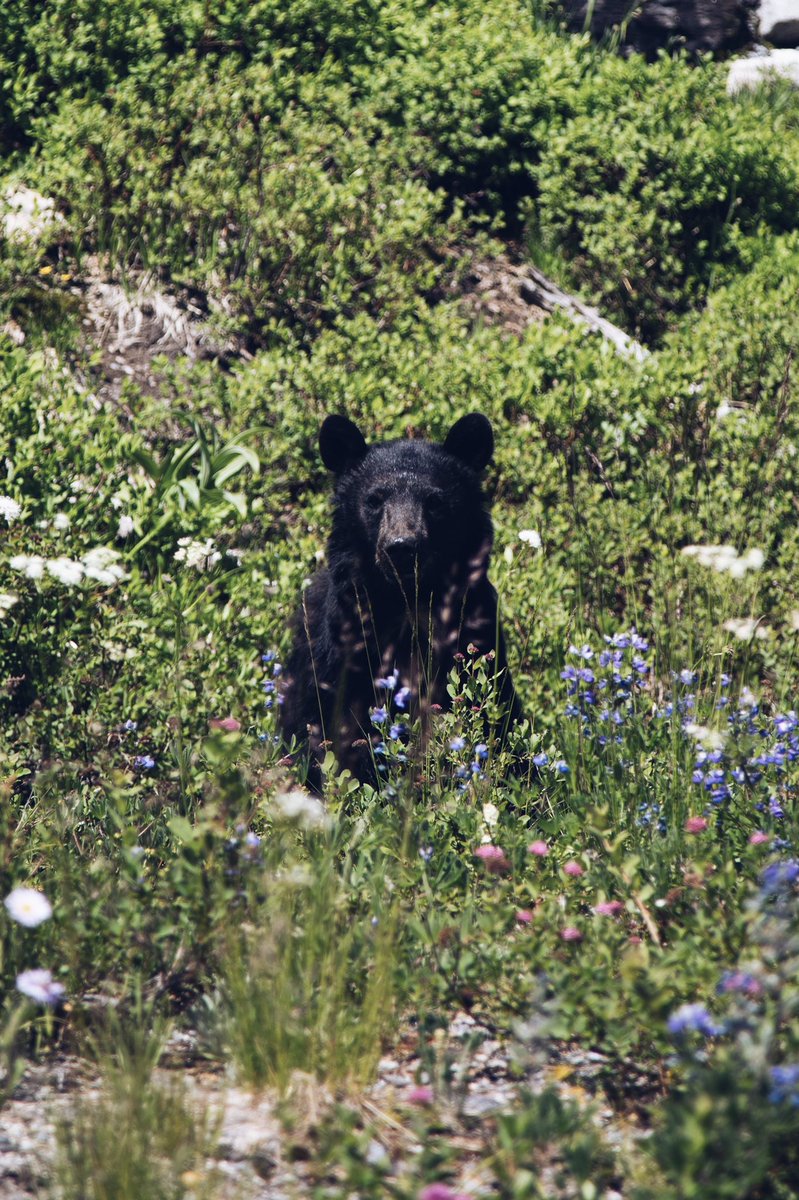 EgerRyan's tweet photo. Hanging out with the bears at Mt. Rainer // https://t.co/imdqspHqmt