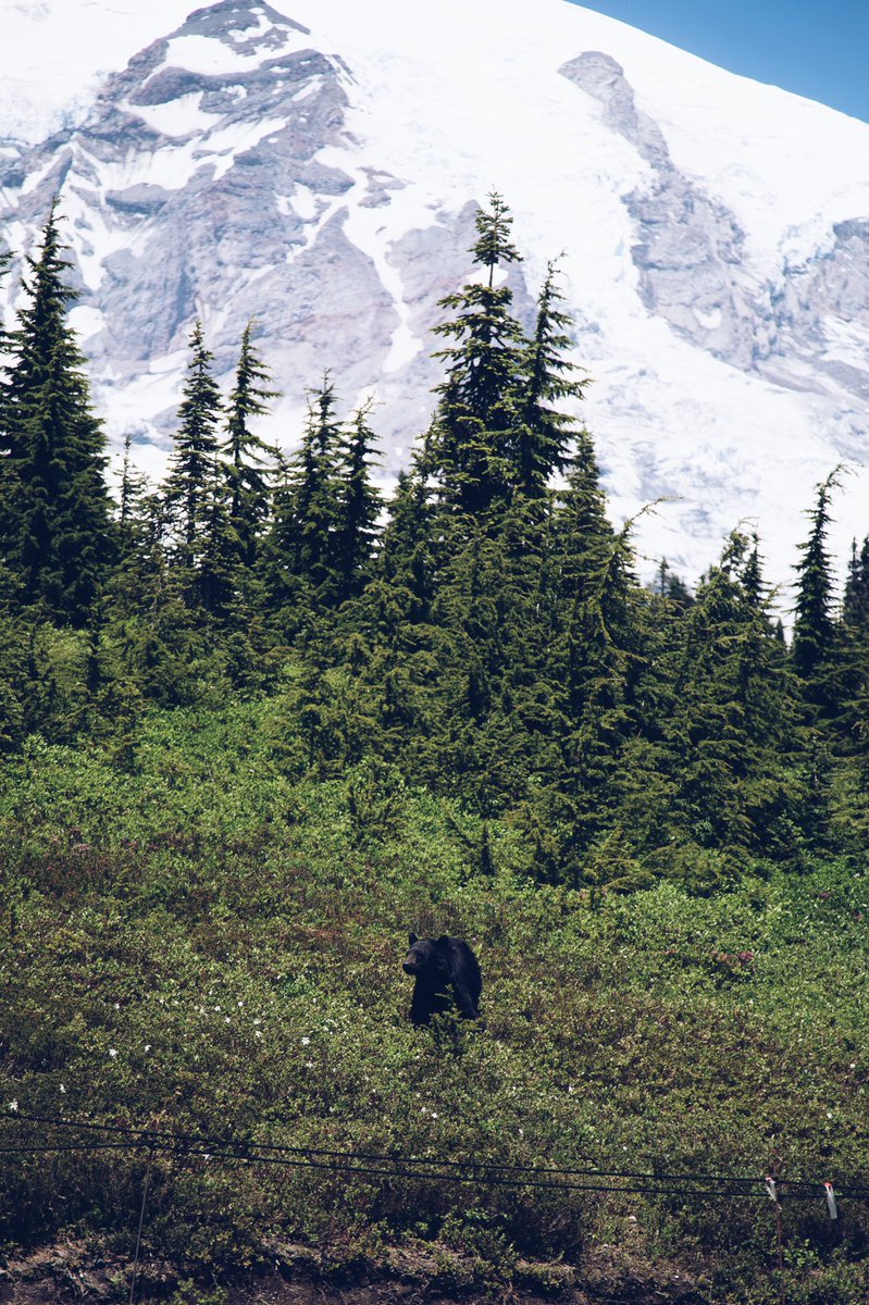 EgerRyan's tweet photo. Hanging out with the bears at Mt. Rainer // https://t.co/imdqspHqmt