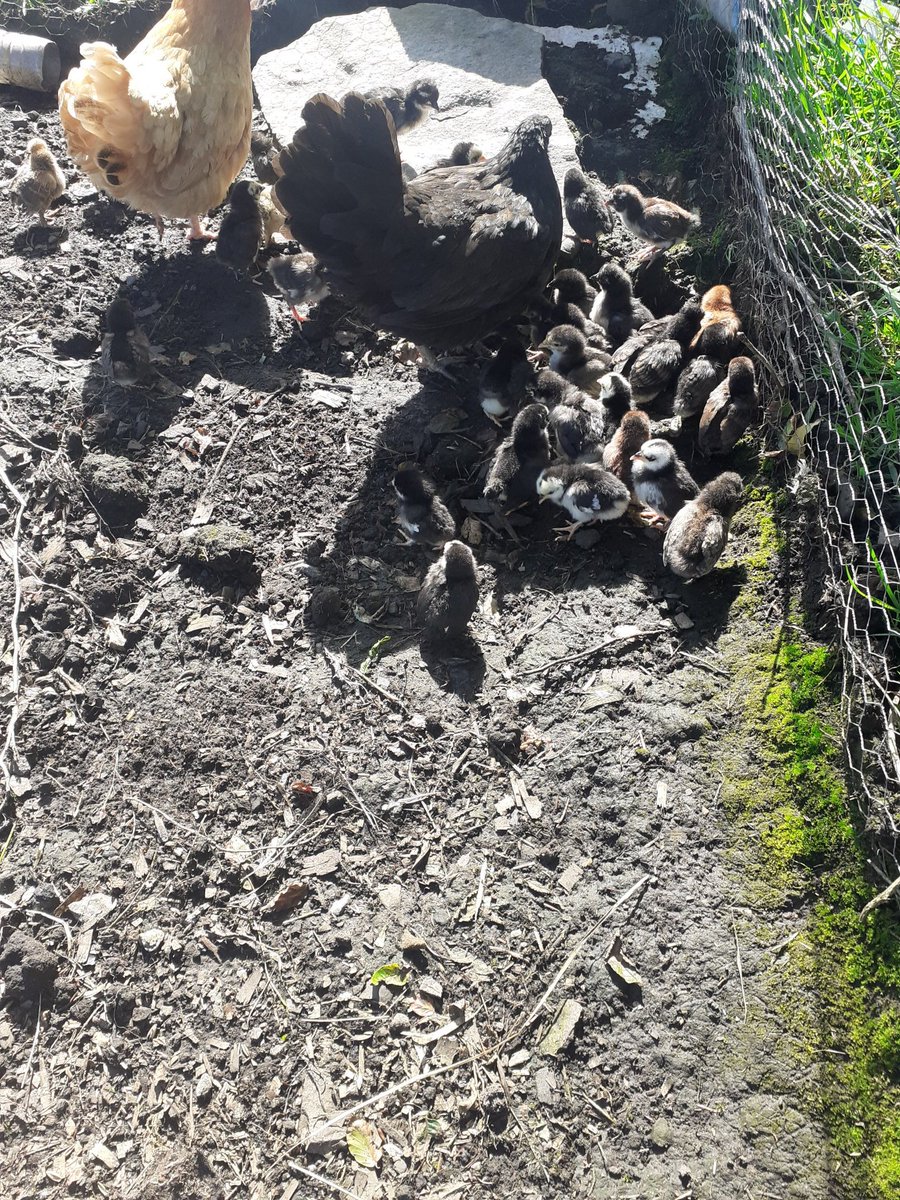 inglorious2020's tweet photo. @hensforhire cant wait to so see what you get up to just found you you are legeng chicken lady you have so many breeds i plan the same iv only bantams but they make me really happy, keep up the good work ❤👍 https://t.co/BvwntWJUBL