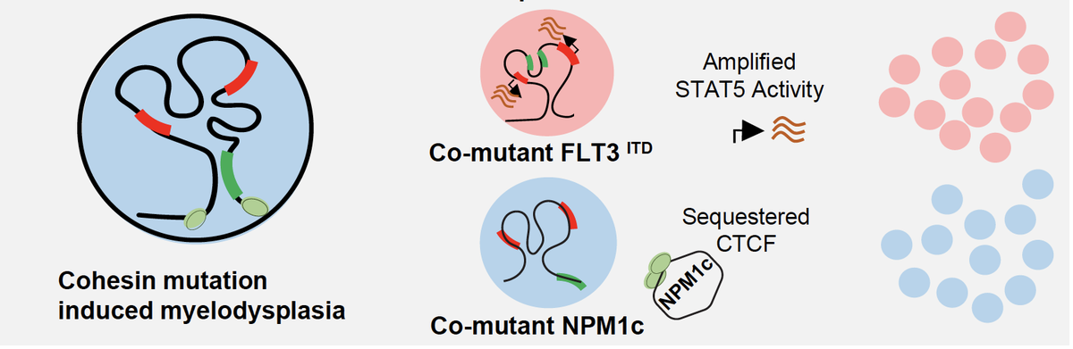 A. Uncover mechanisms of altered 3D chromatin in the pathophysiology of leukemia and other human cancer. We will leverage patient samples and transgenic mice to model and manipulate hematopoietic differentiation (10/15)