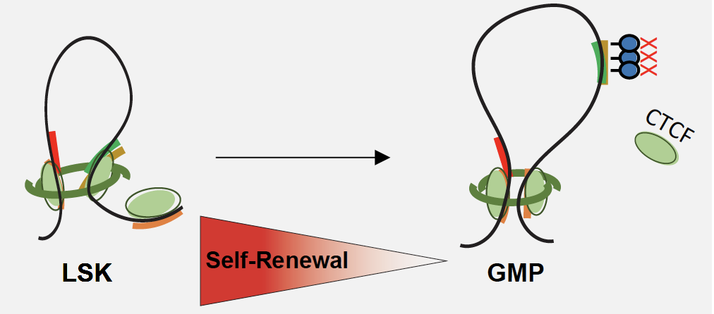 B. Investigate the dynamic epigenetic events that dictate hematopoietic stem cell fate determination and influence of chromatin state on transcriptional output. We will primarily use benchmarked low cell input chromatin assays on sorted cell populations. (11/15)