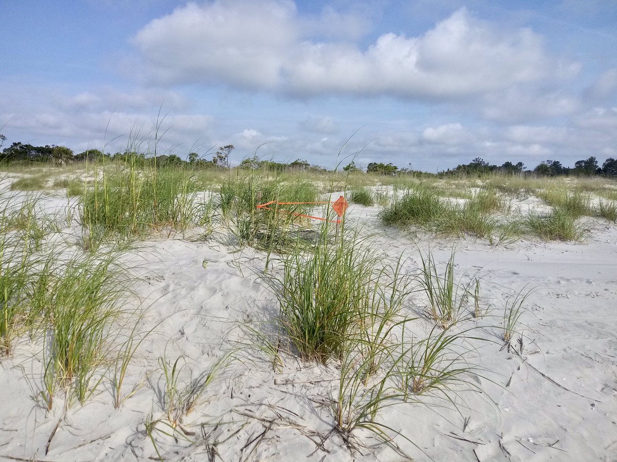 Happy to announce that Nest 25, laid on May 29th, hatched today!
💛☀️🍰

#coastalconservation
#SouthCarolina 
@HuntingIslandSP