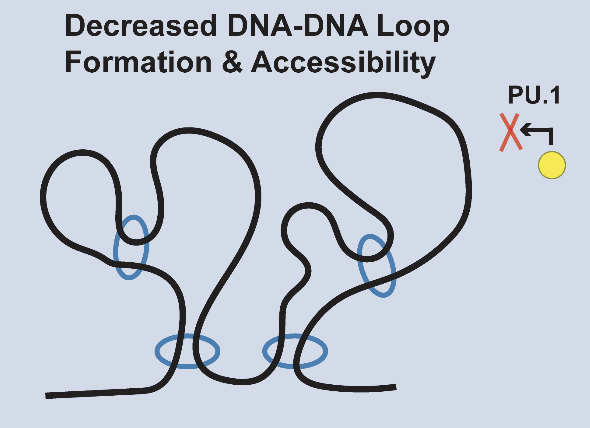 C. Understand the non-hierarchical, non-redundant relationship between chromatin structure and transcription factor activity. Apply principles of DNA accessibility and insulation to other cellular contexts. (12/15)