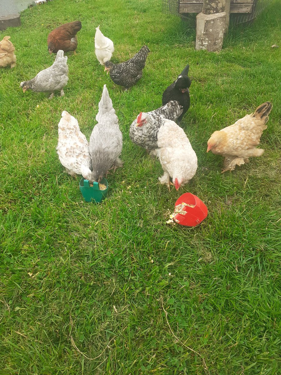 inglorious2020's tweet photo. @hensforhire cant wait to so see what you get up to just found you you are legeng chicken lady you have so many breeds i plan the same iv only bantams but they make me really happy, keep up the good work ❤👍 https://t.co/BvwntWJUBL