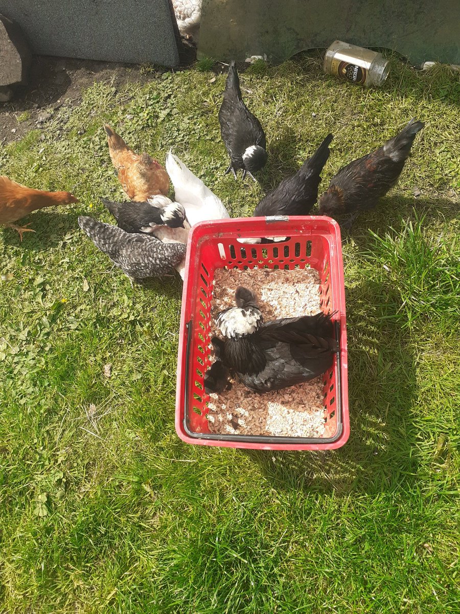 inglorious2020's tweet photo. @hensforhire cant wait to so see what you get up to just found you you are legeng chicken lady you have so many breeds i plan the same iv only bantams but they make me really happy, keep up the good work ❤👍 https://t.co/BvwntWJUBL