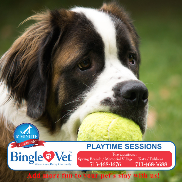 BingleVet's tweet photo. Our 1-on-1 playtime sessions are just as much fun for our team as they are for your pets while they stay in our Resort &amp; Spa and Daycare!  Let us know if you would like to add more fun to your pet's stay with us! #PetPlaytime
https://t.co/DqCMHv0tWM https://t.co/et14WIH95r