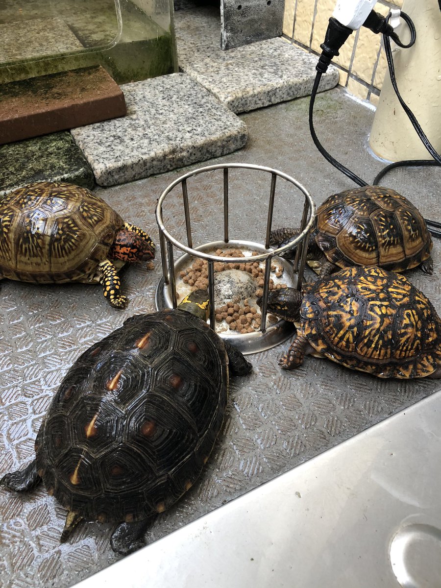 亀頭大五郎 Ringo Star Twitter 亀頭大五郎 Ringo Star Twitter