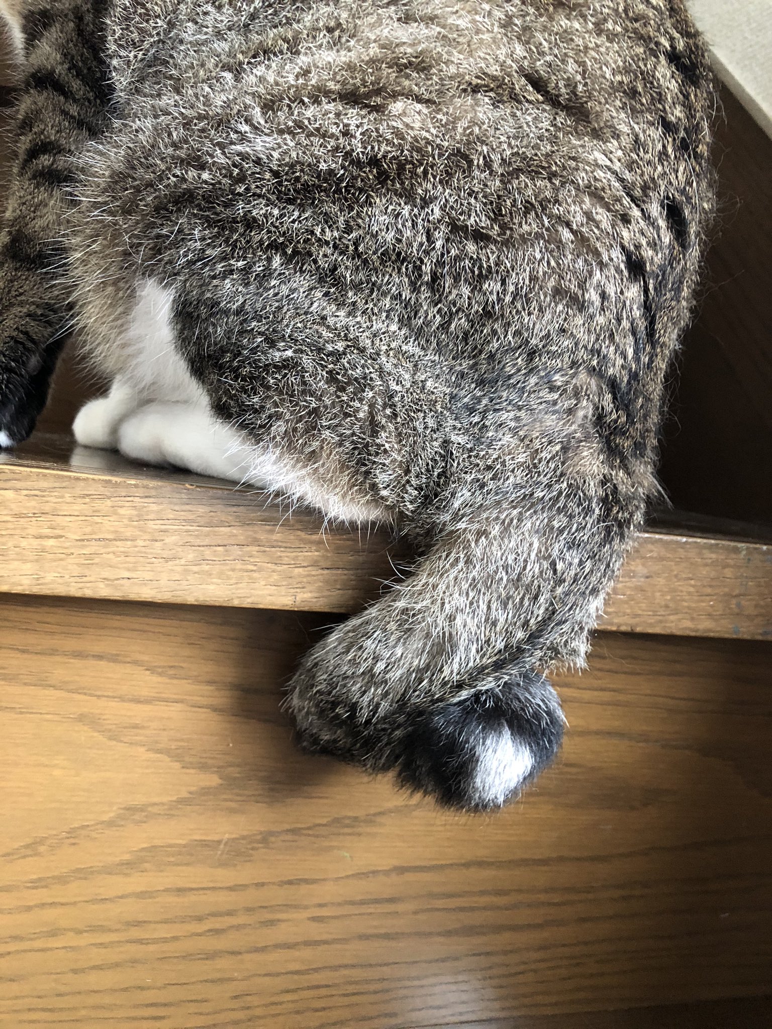 コンドリア水戸 Auf Twitter 唯一無二のスパイラルおしっぽ 小さい頃に複雑骨折でもしたのだろうか ちなみにしっぽは触るとまあまあ怒ります T Co Fda6kldblw Twitter
