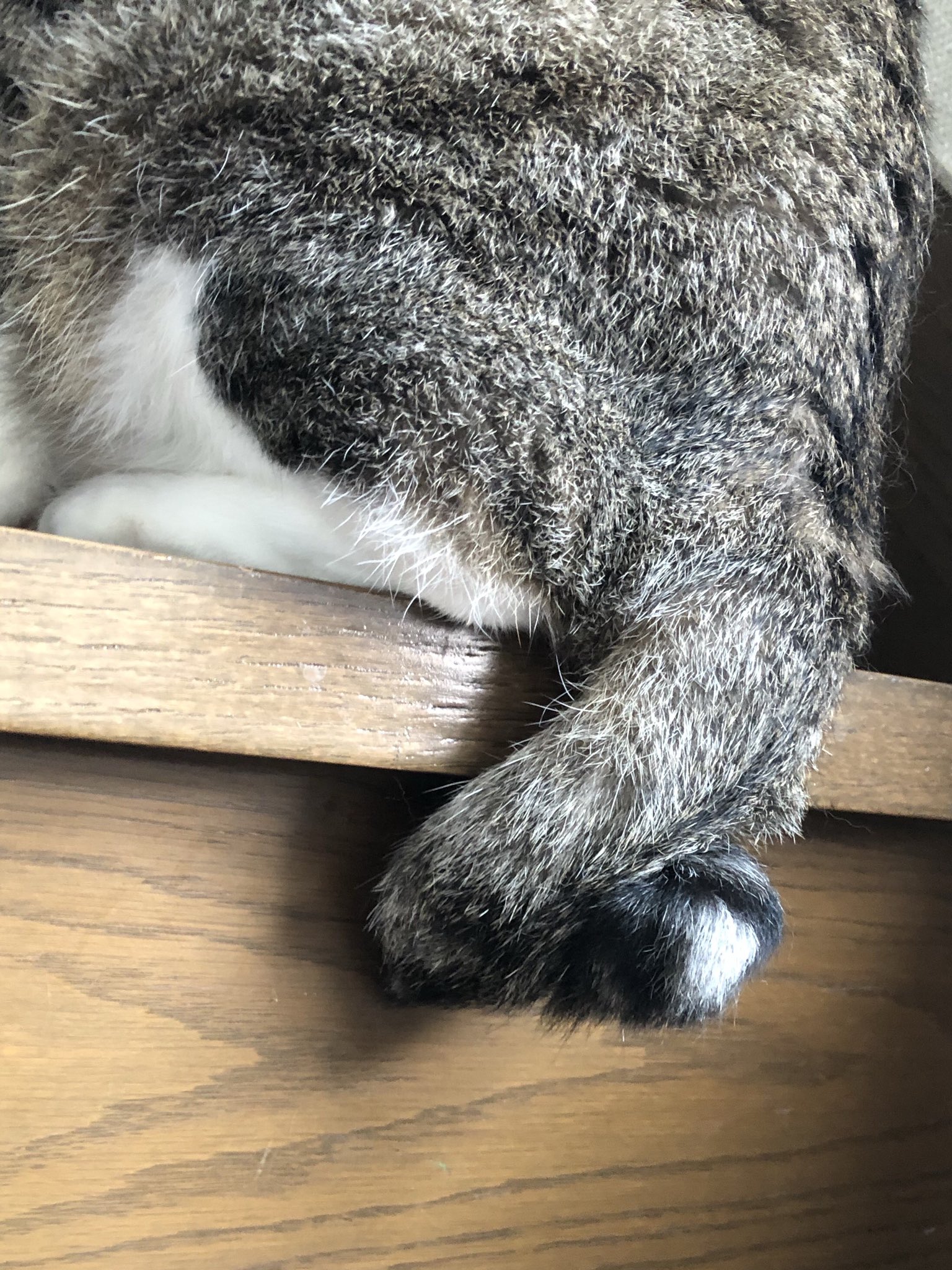 コンドリア水戸 Auf Twitter 唯一無二のスパイラルおしっぽ 小さい頃に複雑骨折でもしたのだろうか ちなみにしっぽは触るとまあまあ怒ります T Co Fda6kldblw Twitter
