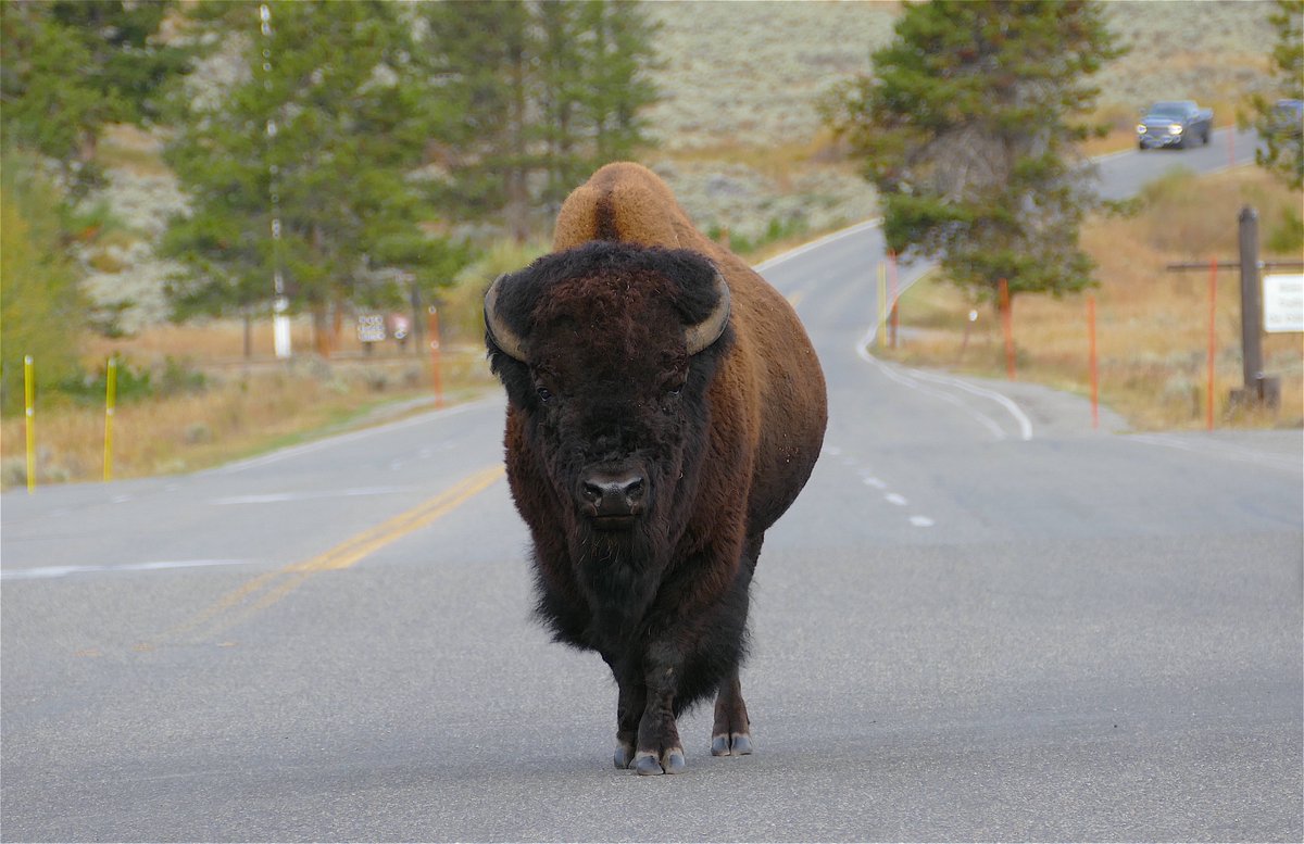 Scenario, you go left, he goes left, you go right, he goes right. Looks at you over one shoulder, then the other, staying in your way. His tail's up, he waves the end of it back and forthDon't pass himFollow slowly and wait for him to decide to let you pass He owns it