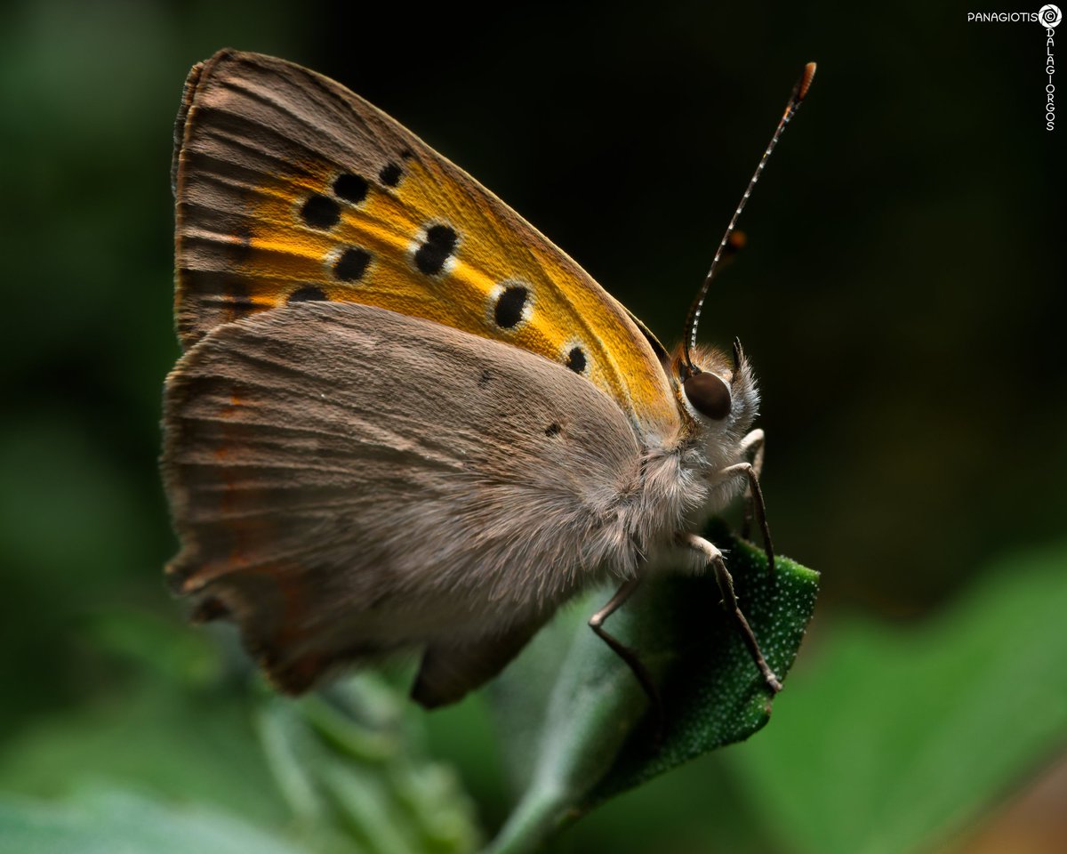 PYoPhotography1's tweet photo. So, I'm at my hometown, just found this sweet Lycaena phlaeas!

#NaturePhotography #macrophotography #macro #butterfly #Butterflies #lycaenaphlaeas #photography #insects #insect https://t.co/U7EQR4Jn7u