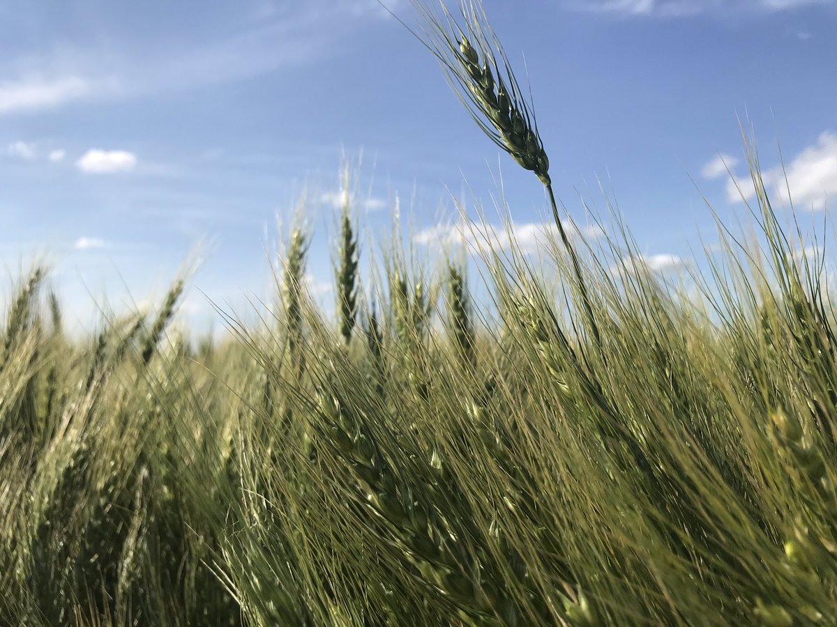 Just finished checking some glorious crops near Gretna. Just beautiful! So much potential!