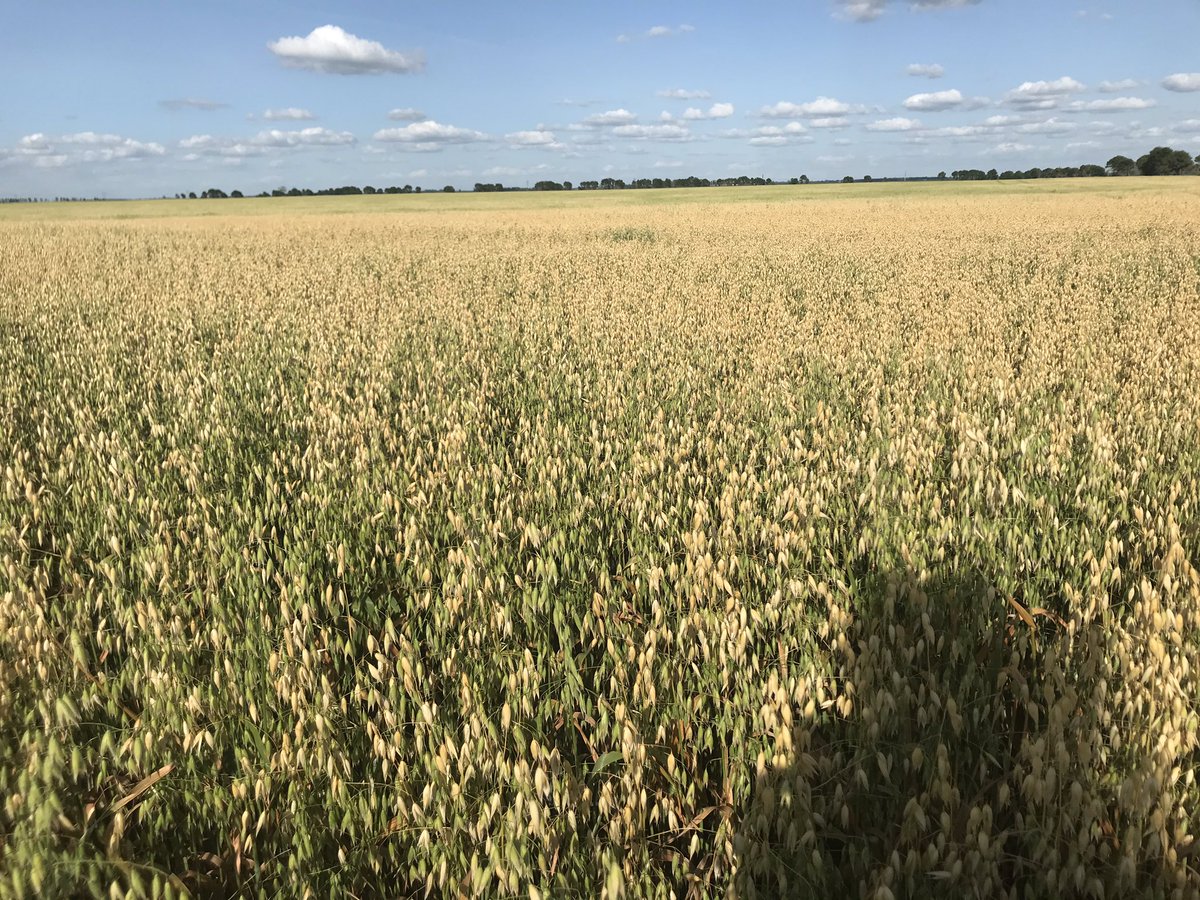 Just finished checking some glorious crops near Gretna. Just beautiful! So much potential!