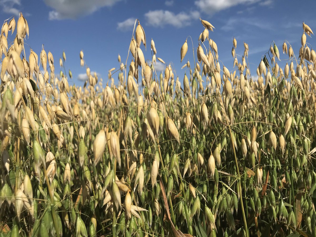 Just finished checking some glorious crops near Gretna. Just beautiful! So much potential!