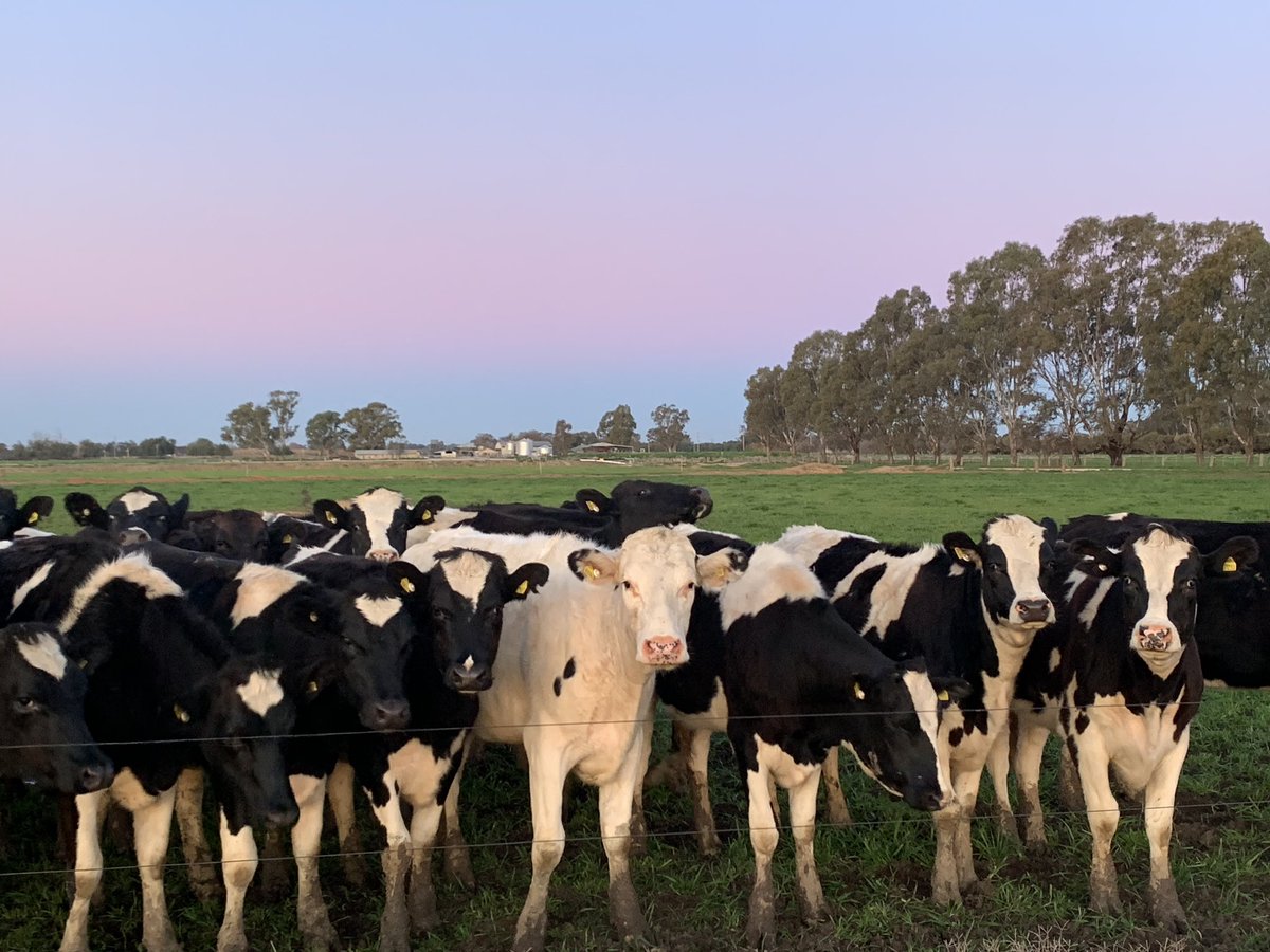 Today is International Friendship Day! 💛 These girls are all great mates and they embrace everyone even when they are a little different from everyone else. Let’s take their example! #internationalfriendshipday #australiasfreshmilkfamily #dairy