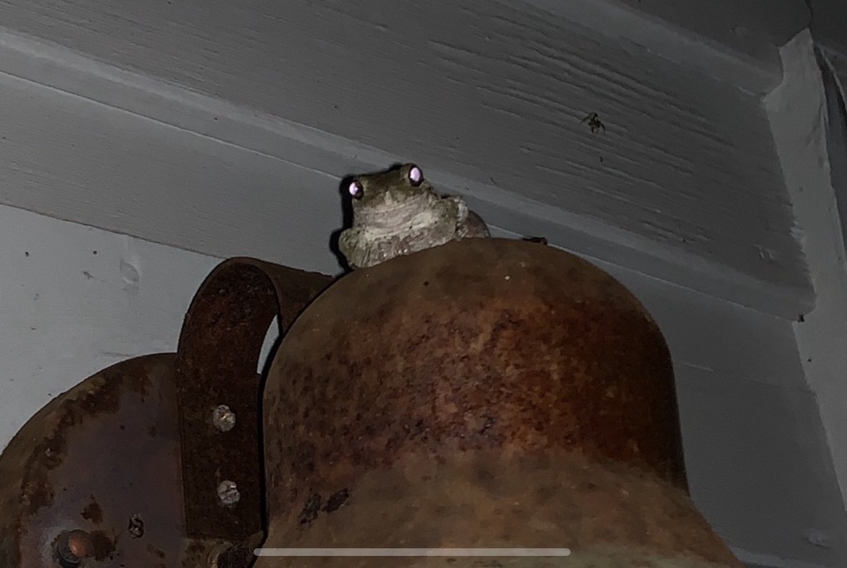 tastefactory's tweet image. Greetings, weary traveler. Would you like to spend the night at my inn?

       [  Y  ]                   N