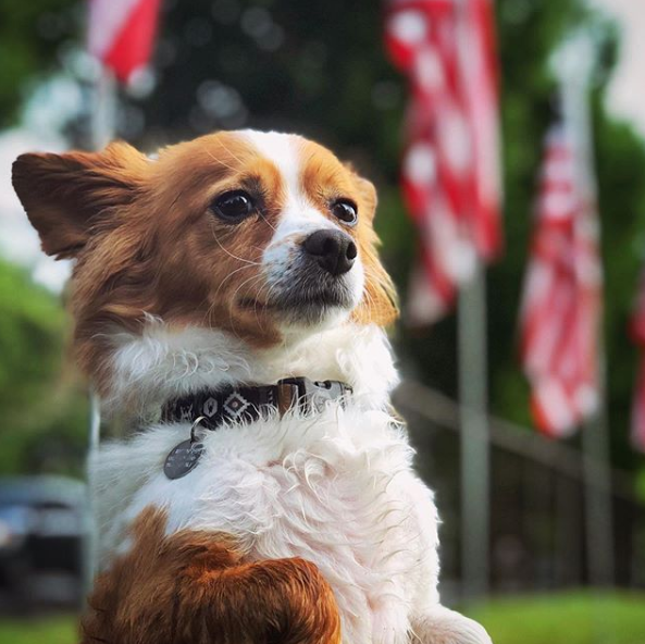 FirstMatePet's tweet photo. Exciting news: our friend Kash has a new brother! 🎉Be sure to stay tuned as we're sure puppy pics are on the way 😊
.
.
.
📸: kashdoggie | #MyFirstMate
#positivevibes #dogsofinstaworld #uw #blossoms #springdog #dogsinflowers #k5spring #thenorthwestdog #mydogist #naturedog https://t.co/yY7lYG2KCZ
