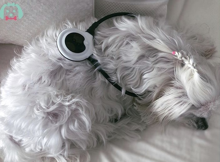 AssisiLoop's tweet photo. "Assisi Loop time = nap time 😴 We are using all sources of natural pain/inflammation relief and we are loving this one! Thank you @healingpawscenter954 for guiding us through the process." (PC: @paticasli) #AssisiLoopTherapy https://t.co/X8X6rPBR9x