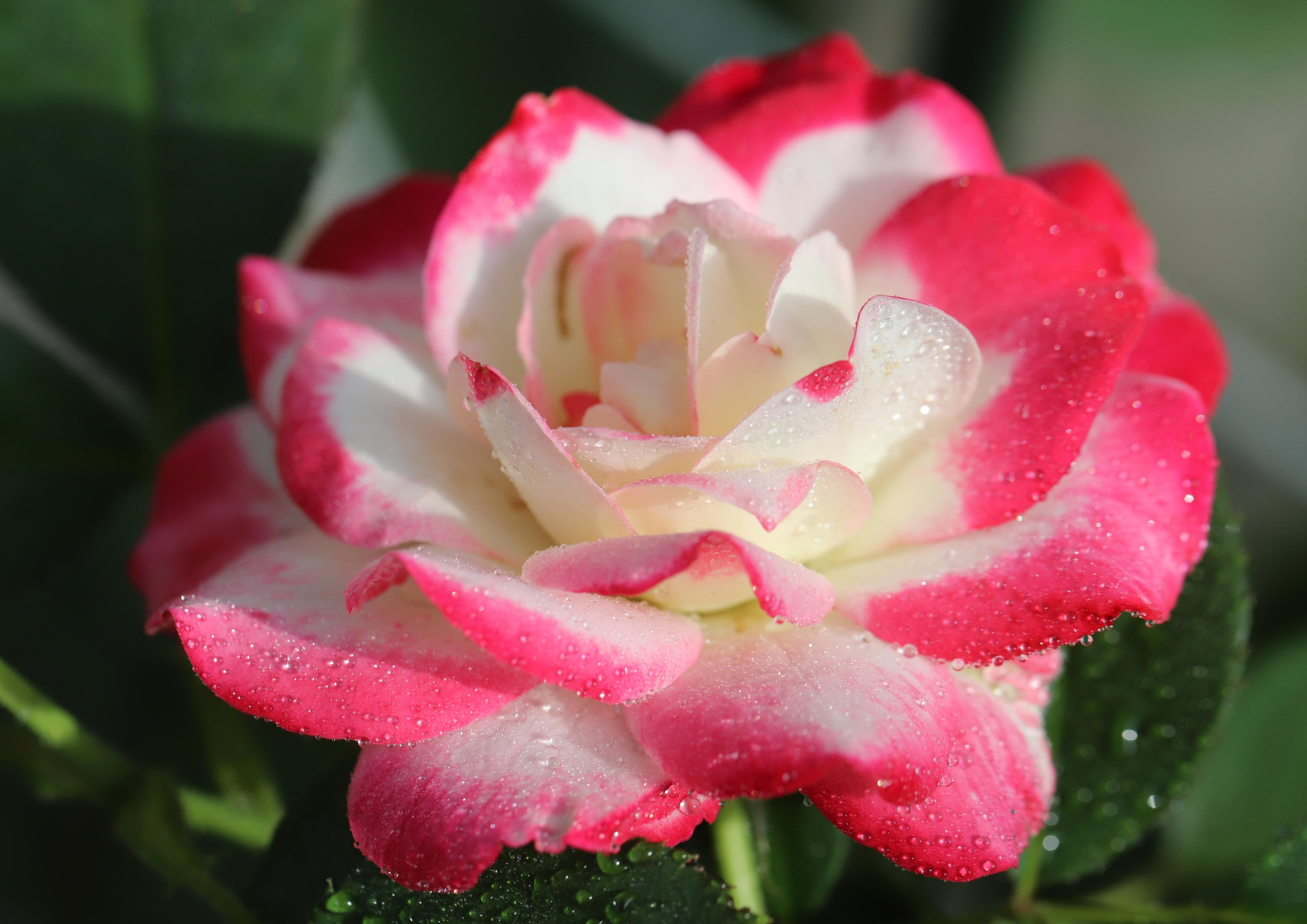 片柳弘史 モナコ公レーニエ3世の即位50年を記念して名づけられた薔薇 ジュビレ デュ プリンス ドゥ モナコ 奥様の公妃グレース ケリーに捧げられた薔薇 プリンセス ド モナコ より 鮮やかな赤が特徴です T Co E6jssvk1ne Twitter