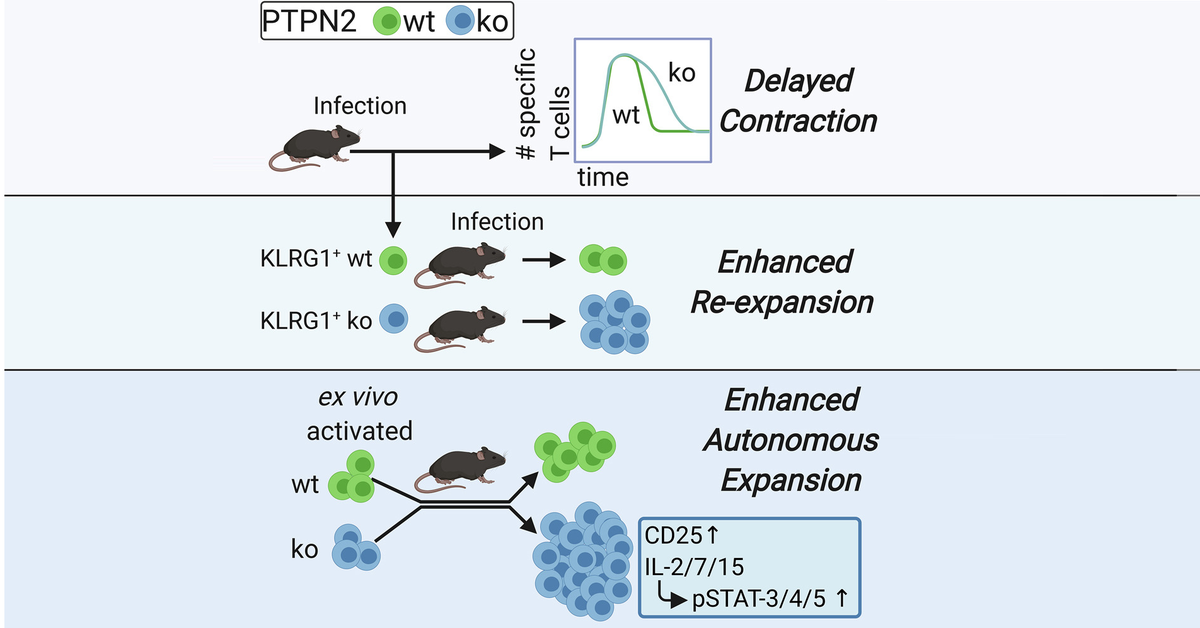 Immune Regulation News (@immune_news) on Twitter photo Led by Dr. Dietmar Zehn from Technical Univeristy of Munich (<a href="/TU_Muenchen/">TU München</a>), investigators showed that PTPN2 deficiency causes broad changes in the expression and phosphorylation of #TCell expansion and survival-associated proteins.
📄 <a href="/CellReports/">Cell Reports</a>:
bit.ly/3faVut2 Led by Dr. Dietmar Zehn from Technical Univeristy of Munich (<a href="/TU_Muenchen/">TU München</a>), investigators showed that PTPN2 deficiency causes broad changes in the expression and phosphorylation of #TCell expansion and survival-associated proteins.
📄 <a href="/CellReports/">Cell Reports</a>:
bit.ly/3faVut2