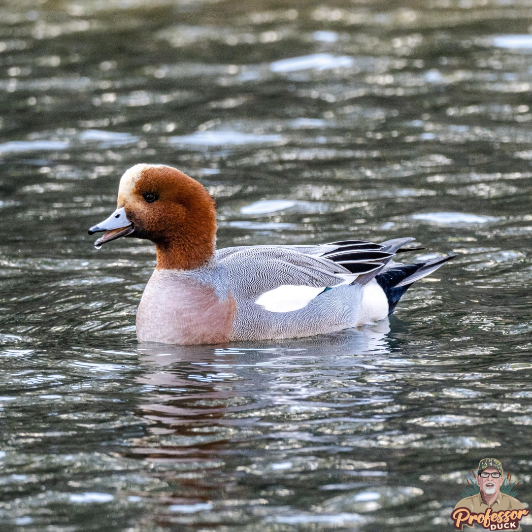 // Wigeon Wednesday \\
• •
The Eurasian Wigeon is quite a sight when it shows up in North America. Unfortunately, differentiating it from the American Wigeon is difficult in the field without use of good binoculars or a spotting scope. ✅
• •
📸 - <a href="/WireStock/">Wirestock</a> 
• •
#duckid