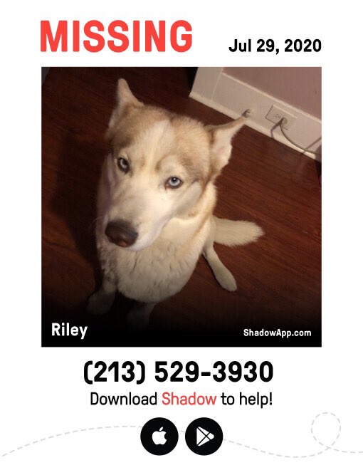 _queenbeeV's tweet photo. Help find my missing dog https://t.co/xha6lqW2ac